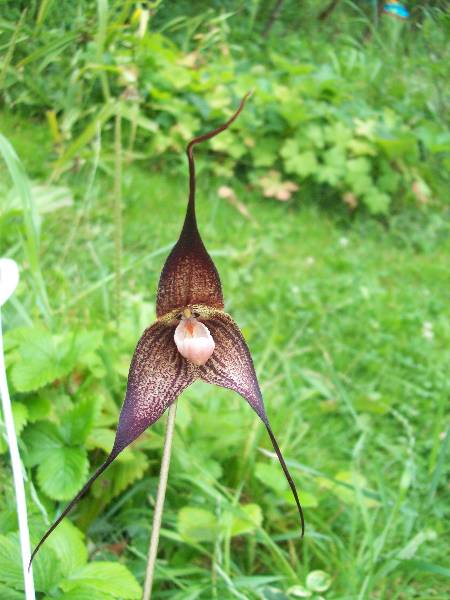 super całość bez lupy.jpg