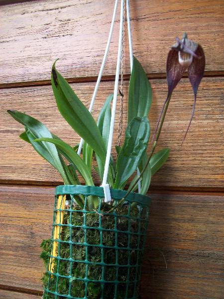 roślina w całości.jpg