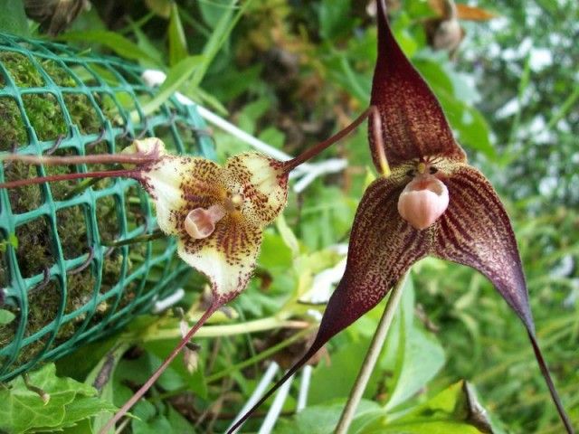 z kuzynką dianą.jpg