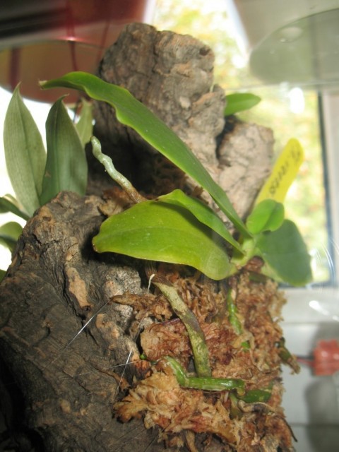 Phalaenopsis vanessa x sumatrana.jpg