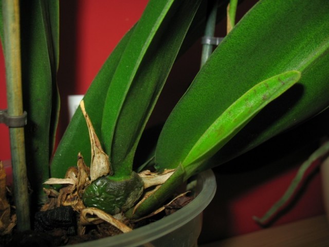 -s0.zmniejszacz.pl-Nowa psb_zmniejszacz-pl_292498.jpg