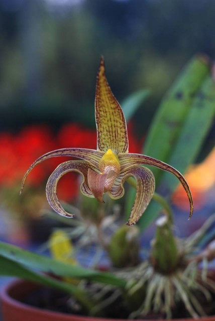 bulbophyllum lobbii.jpg