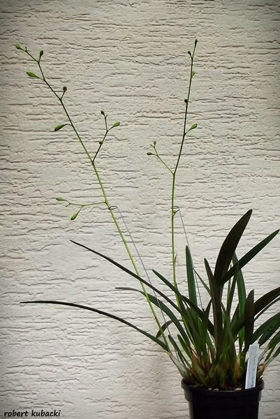 1.Enc. tampensis[30cze].jpg