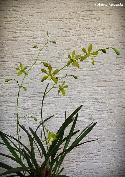 2.Enc. tampensis [17lip].jpg