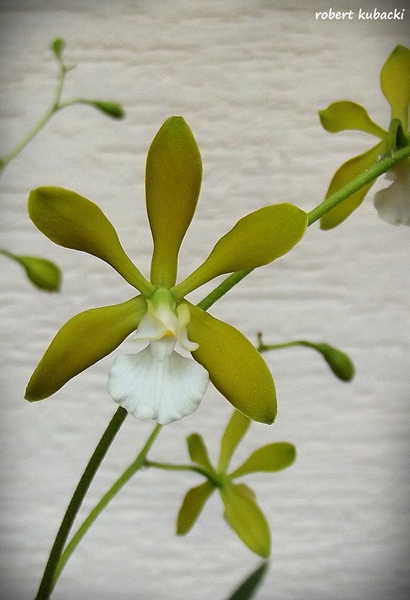 3.Enc. tampensis .jpg