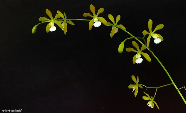 4.Enc. tampensis[21lip].jpg