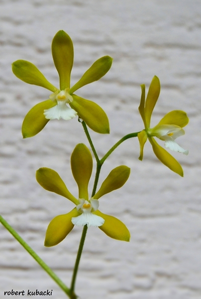 5.Encyclia tampensis.jpg
