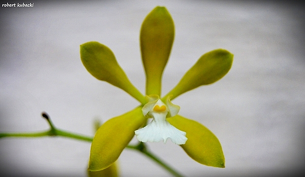7.Encyclia tampensis.jpg