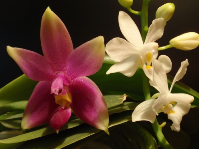 Phal. violacaea sumatra dark x Doritaenopsis Purple Gem Snowflake.jpg