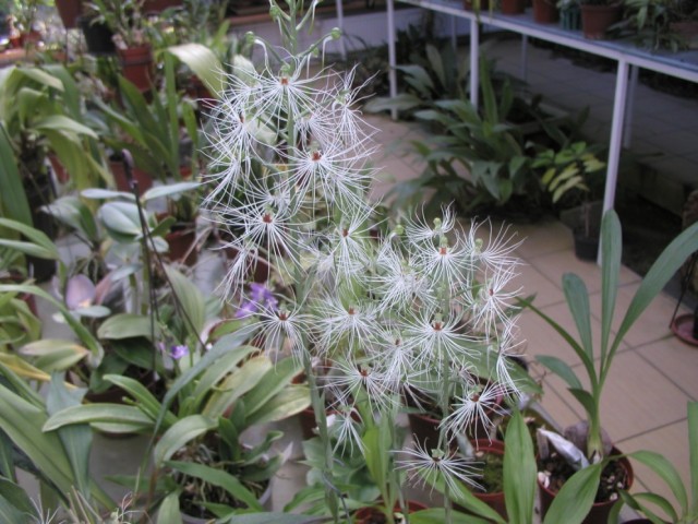 Habenaria myritricha.jpg