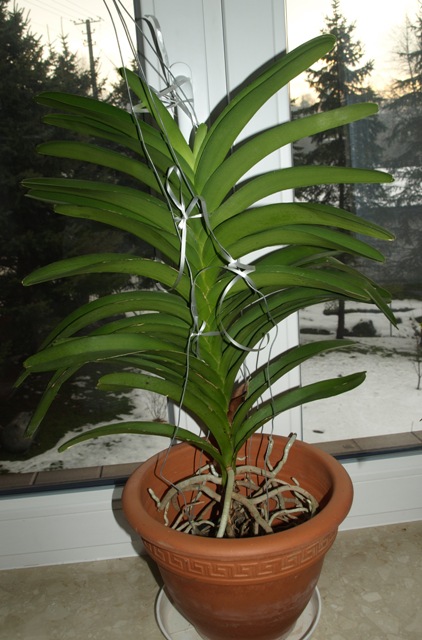 wanda w ceramice.JPG