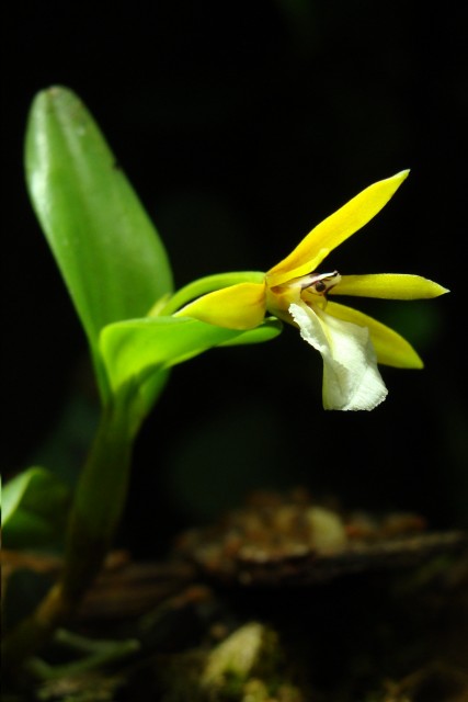 Dinema polybulbon.JPG