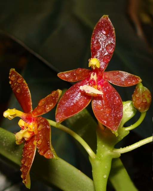 cornu-cervi thalebanii.JPG