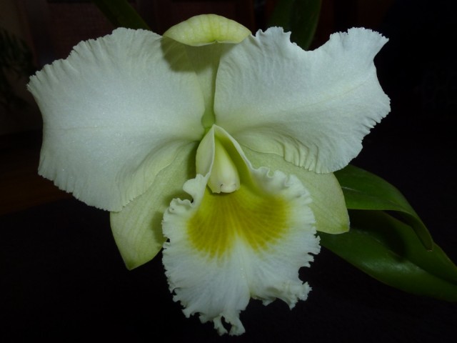 P1030850 - Kopia.JPG