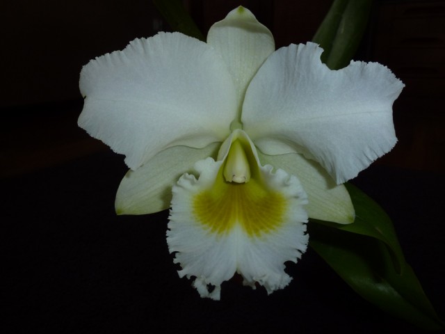 P1030873 - Kopia.JPG