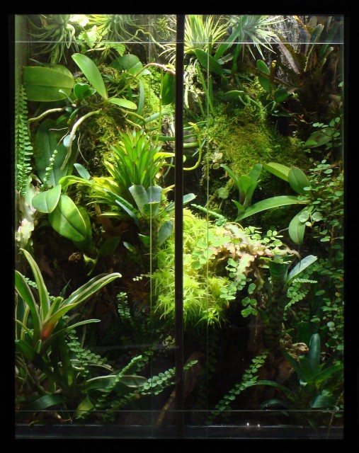 orchi zarosniete przyciete ramka 2.JPG