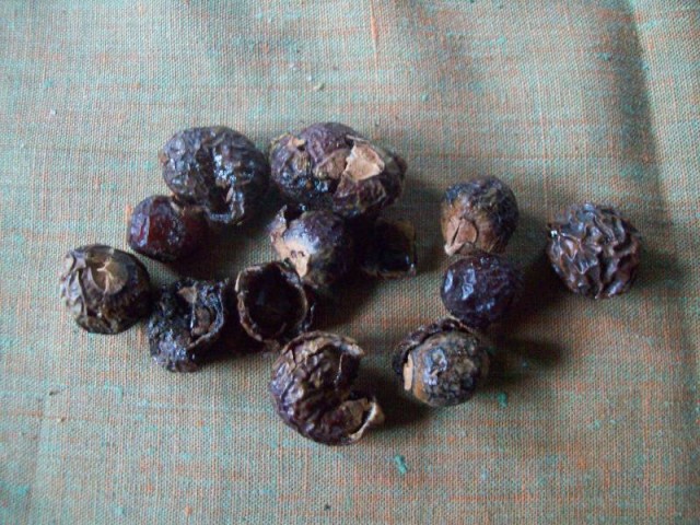 orzechy piorące.jpg