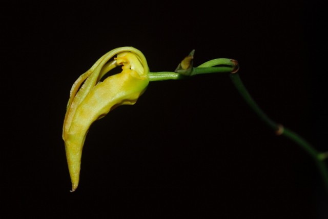 DSC_8209 (800x536).jpg