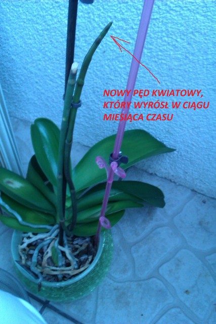 IMAG0023 - Kopia.jpg