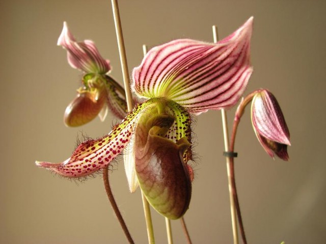 paph2.jpg