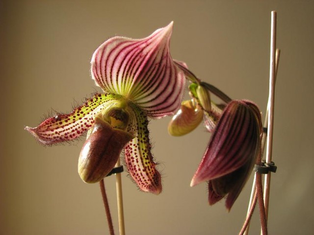 paph3.jpg