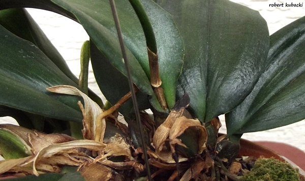 Psychopsis Kalihi-b.jpg