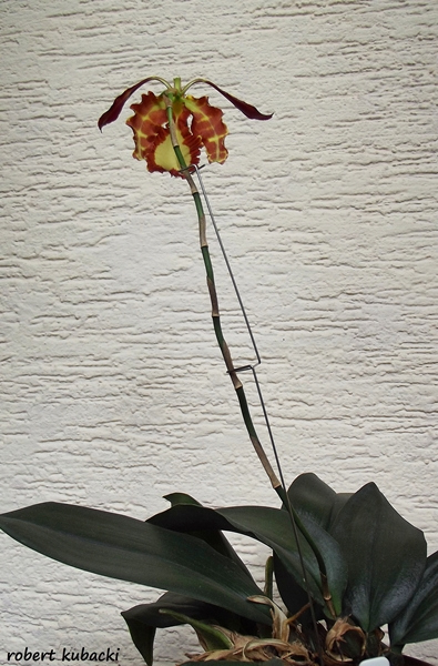 Psychopsis Kalihi-a.jpg