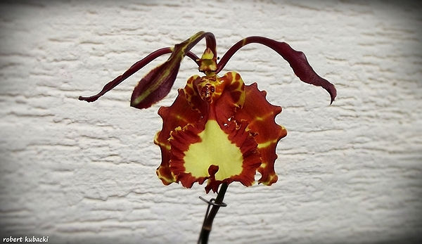 Psychopsis Kalihi-1[13.09.2013].jpg