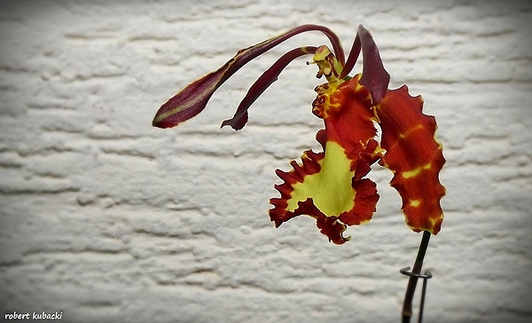 Psychopsis Kalihi-2.jpg