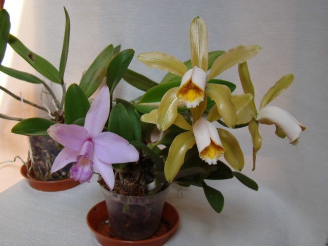 C. forbesii x L. alaorii.jpg