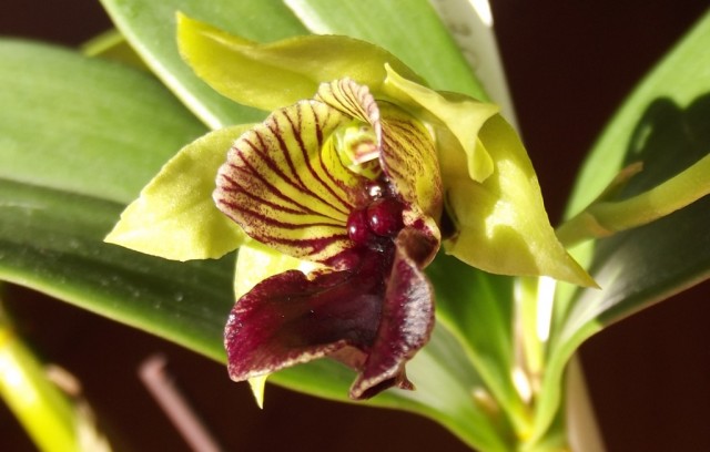 DSCF0277 — kopia.JPG