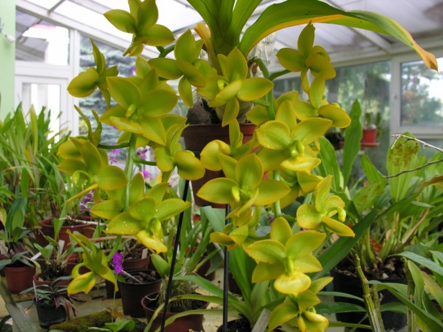 Cycnoches Jumbo Puff Taioung małe.jpg