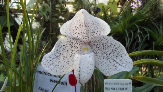 DSCF0180 — kopia.JPG