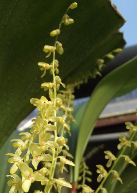 DSCF0216 — kopia.JPG