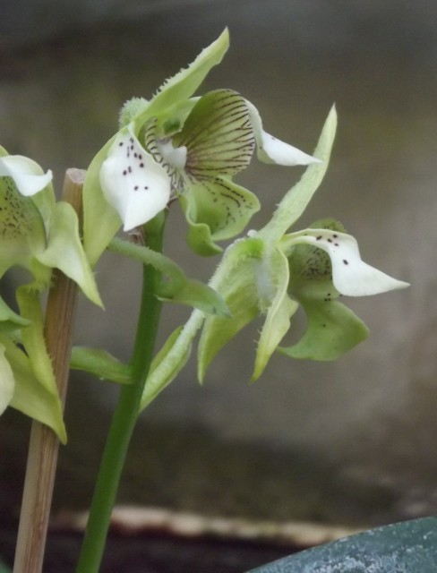 DSCF0261 — kopia.JPG