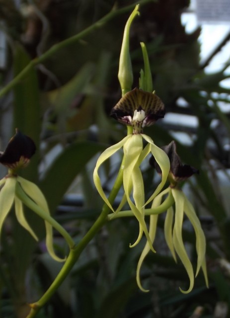 DSCF0288 — kopia.JPG