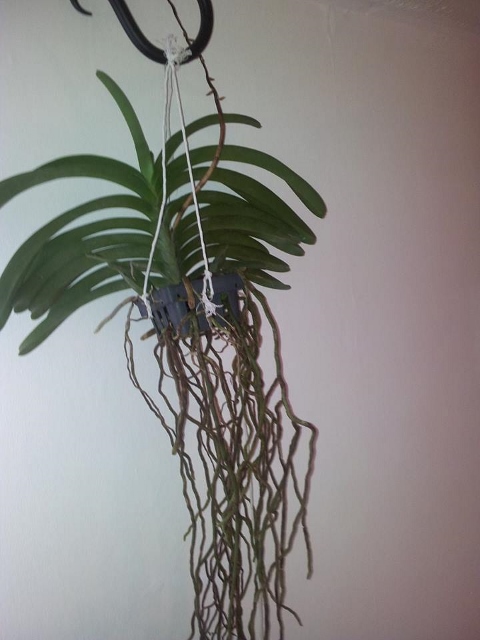 2544_691961667481910_1489461224_n (480x640).jpg