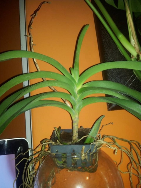 1383839_691959620815448_439992502_n (480x640).jpg