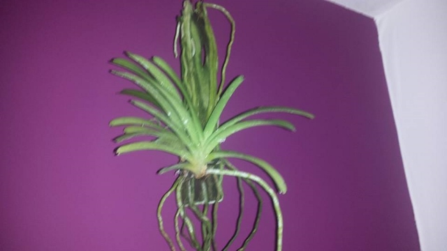 1383478_692514417426635_112313757_n (640x360).jpg