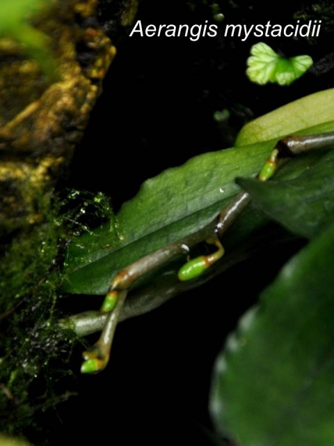 Aerangis mystacidii.jpg