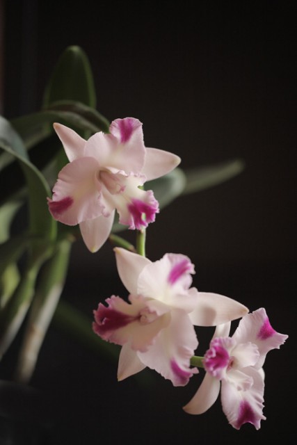 IMG_0857pot1 700.jpg