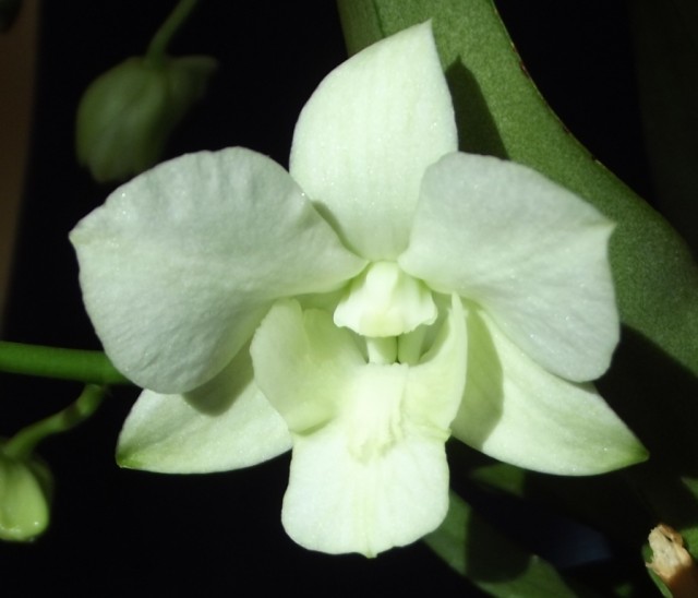 DSCF0331 — kopia.JPG