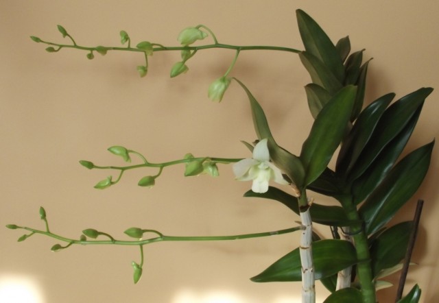 DSCF0332 — kopia.JPG