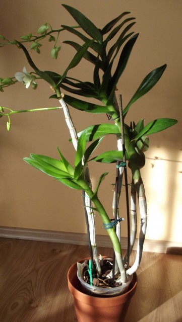 DSCF0342 — kopia.JPG