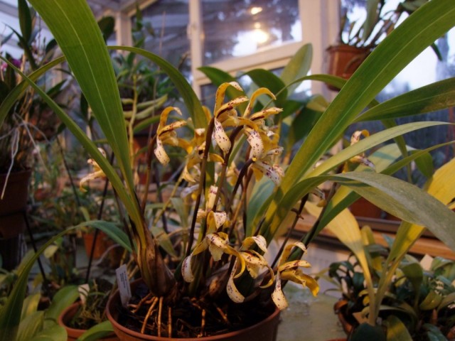 Maxillaria picta.jpg