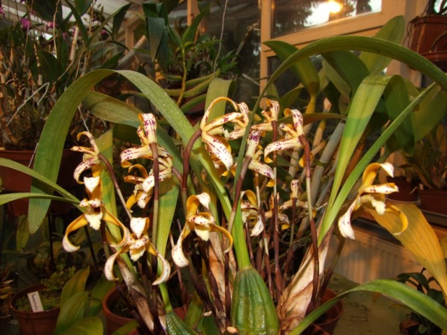 Maxillaria picta..jpg