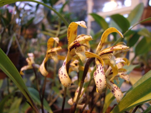 Maxillaria picta...jpg