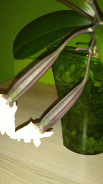 2013-11-29 23.53.27.gif