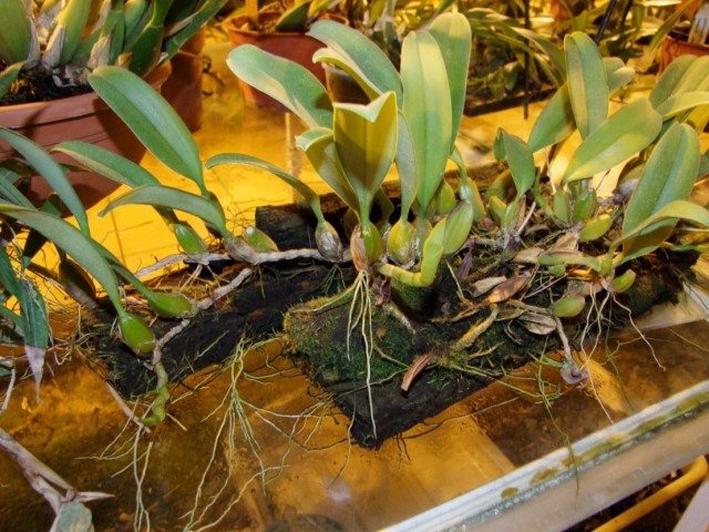 Jak zabraknie deski. to podstawiam następną.jpg