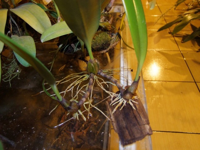 Jak brak deski, to i tak rosną.jpg